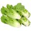 Lechuga Criolla