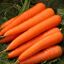 zanahorias