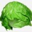 Lechuga Capuchina