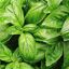 Albahaca