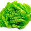 Lechuga Manteca