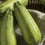 Zucchini Oferta!