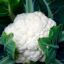 Coliflor oferta