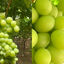 Uvas Blanca SIN SEMILLA