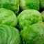 Lechuga Capuchina 