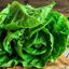Lechuga Criolla 