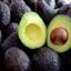 Palta Hass