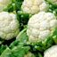 Coliflor