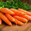 Zanahorias