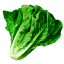 Lechuga Costina