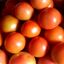 Tomate Redondo