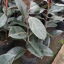 Gomero Ficus Elástica  (Consultar Tamaños)
