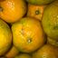Mandarina 