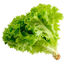 LECHUGA FRANCESA