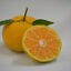 Mandarina Criolla 