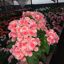 Begonia Elatior / Begonia de la Paz